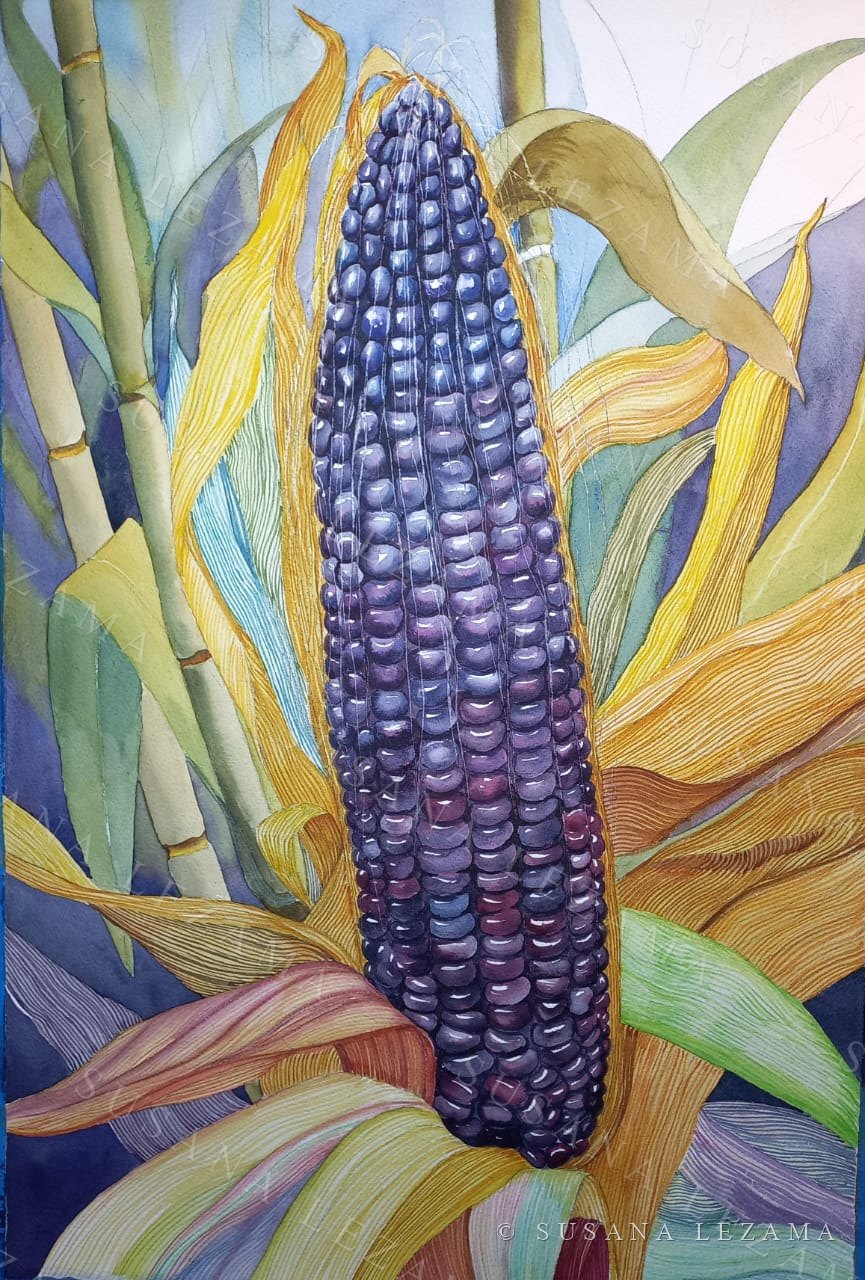 Maíz azul, acuarela original de la pintora mexicana Susana Lezama