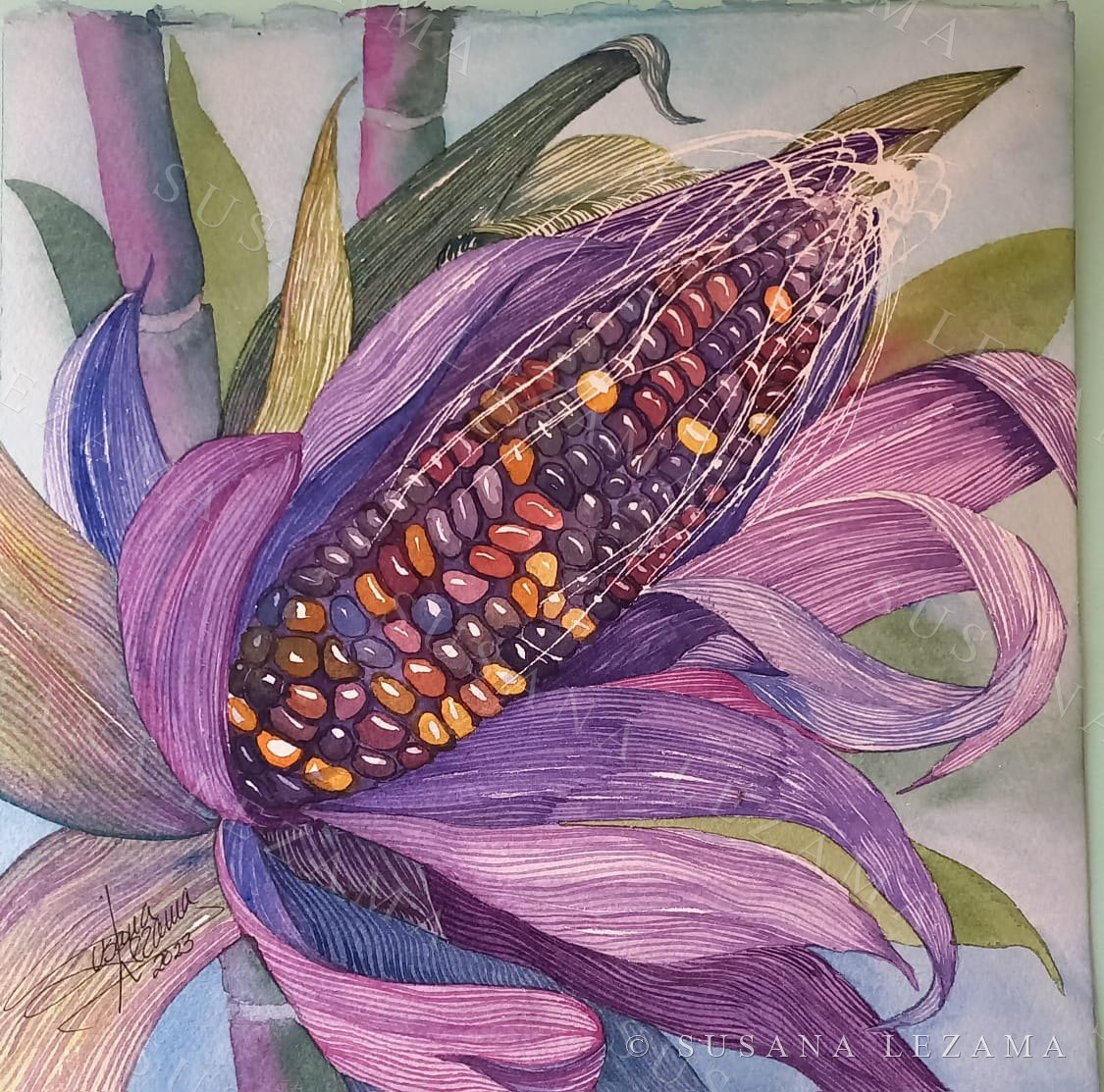 Maíz morado en flor, acuarela original de la pintora mexicana Susana Lezama