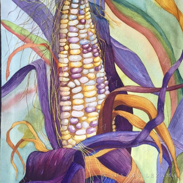 Mazorca entre hojas moradas, acuarela original de la pintora mexicana Susana Lezama